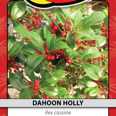 DAHOON HOLLY