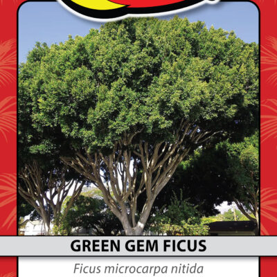 GREEN GEM FICUS