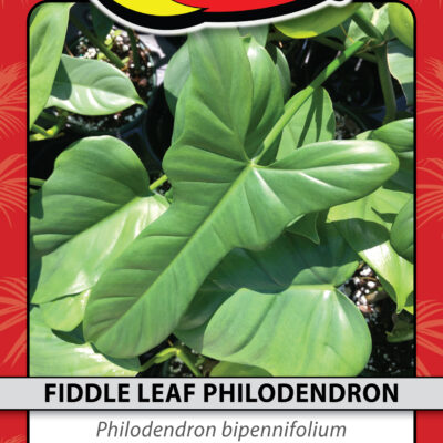 FIDDLE LEAF PHILODENDRON