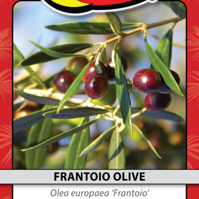 FRANTOIO OLIVE