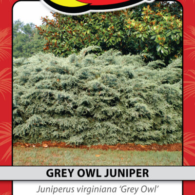 GREY OWL JUNIPER