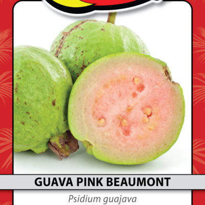 GUAVA PINK BEAUMONT