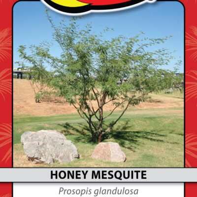 HONEY MESQUITE