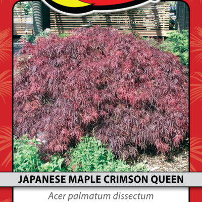 JAPANESE MAPLE CRIMSON QUEEN