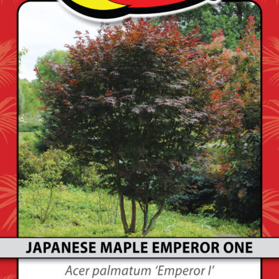 JAPANESE MAPLE EMPEROR ONE
