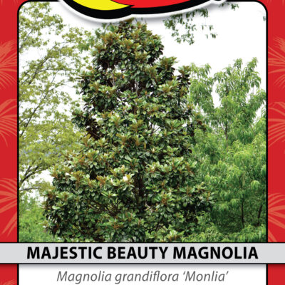MAJESTIC BEAUTY MAGNOLIA