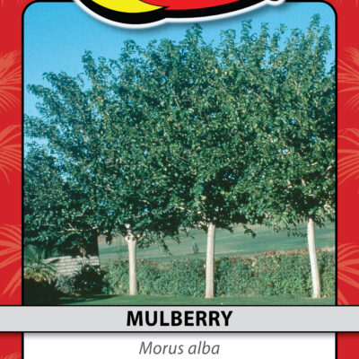 MULBERRY