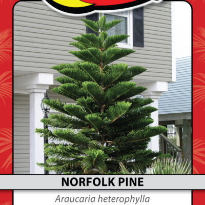NORFOLK PINE