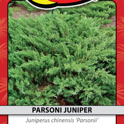 PARSONI JUNIPER