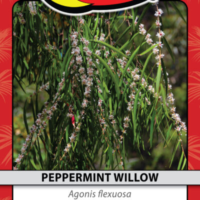 PEPPERMINT WILLOW