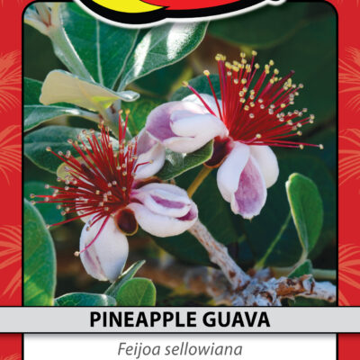 PINEAPPLE GUAVA