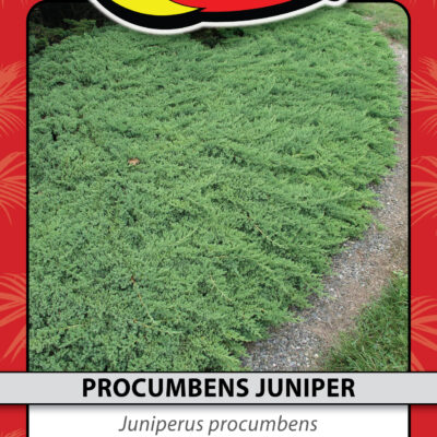 PROCUMBENS JUNIPER