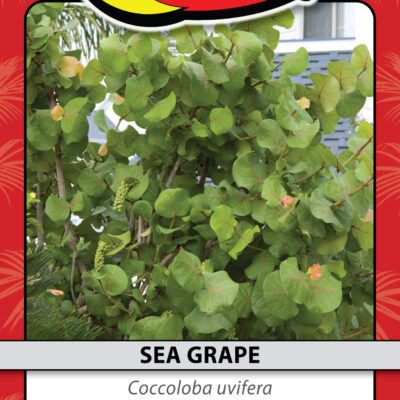 SEA GRAPE
