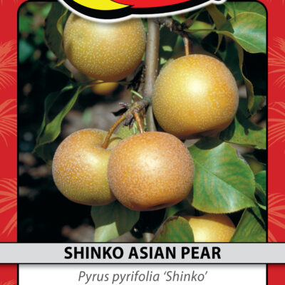 SHINKO ASIAN PEAR