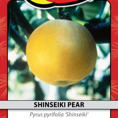 SHINSEIKI PEAR