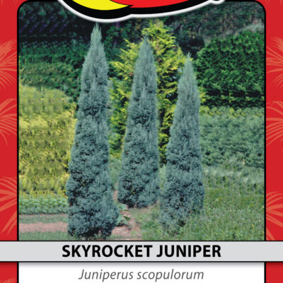 SKYROCKET JUNIPER