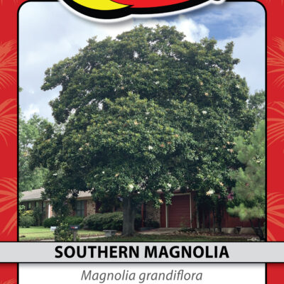 SOUTHERN MAGNOLIA