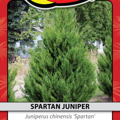 SPARTAN JUNIPER