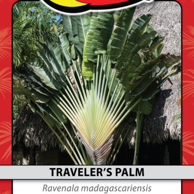 TRAVELER'S PALM