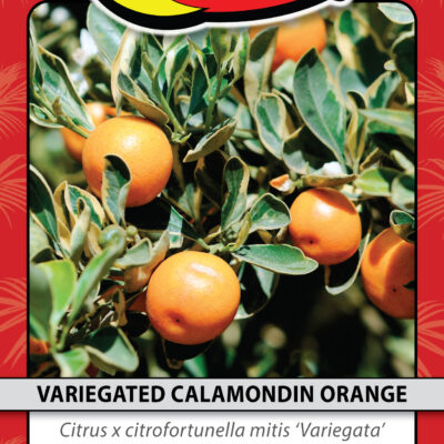 VARIEGATED CALAMONDIN ORANGE
