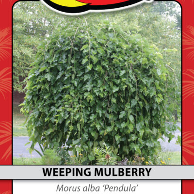 WEEPING MULBERRY