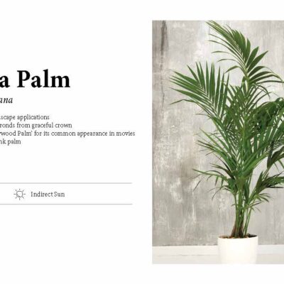 KENETIA PALM