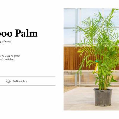BAMBOO PALM