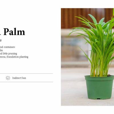 ARECA PALM