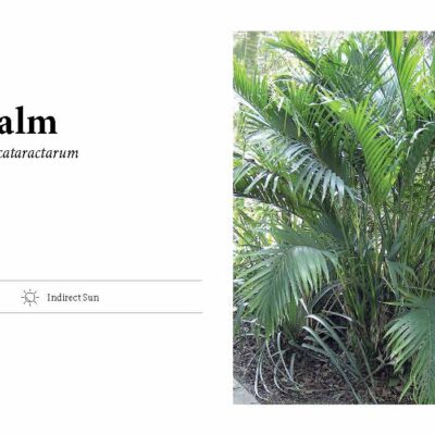 CAT PALM