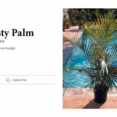 MAJESTY PALM