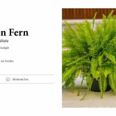 BOSTON FERN