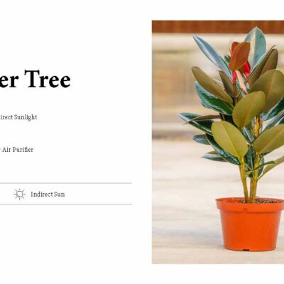 RUBBER TREE