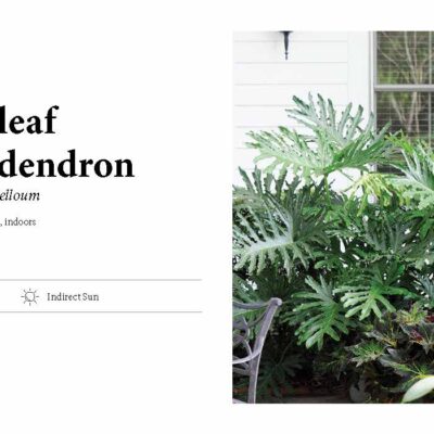 SPLIT LEAF PHILODENDRON