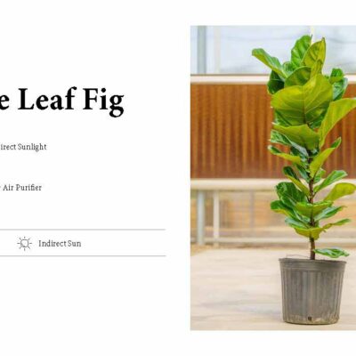 FIDDLE LEAF FIG