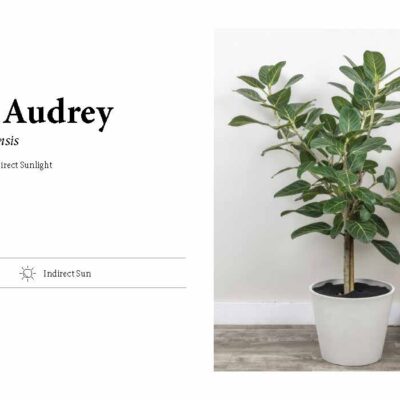 FICUS AUDREY