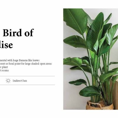 GIANT BIRD OF PARADISE