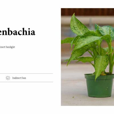 DIEFFENBACHIA