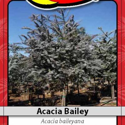 ACACIA BAILEY