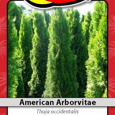AMERICAN ARBORVITAE