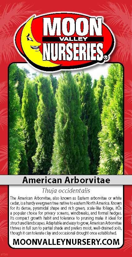 AMERICAN ARBORVITAE