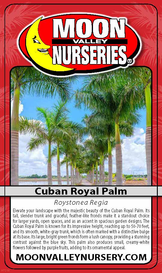 CUBAN ROYAL PALM
