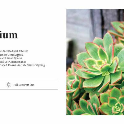 AEONIUM