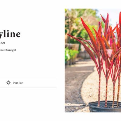 CORDYLINE