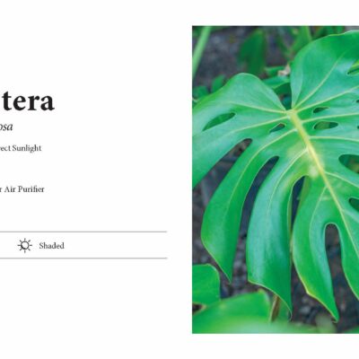 MONSTERA