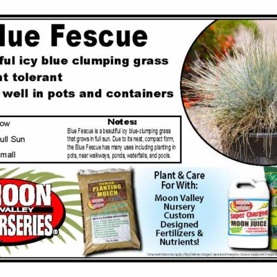 Blue Fescue