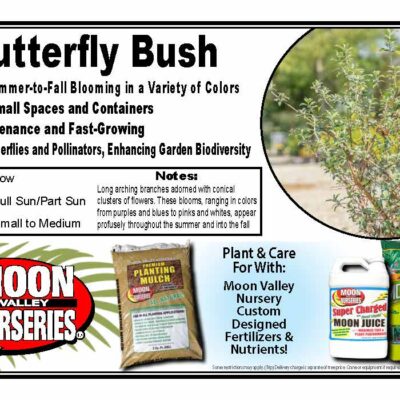 Butterfly Bush