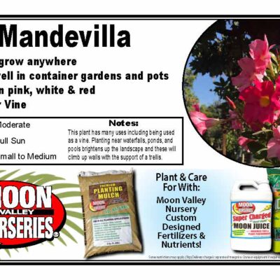 Mandevilla