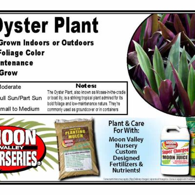 Oyster Plant