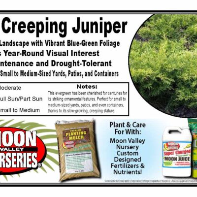 Blue Creeping Juniper