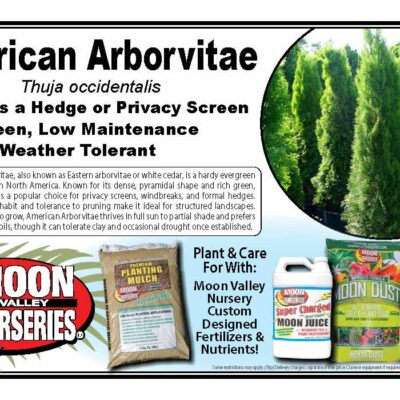 American Arborvitae
